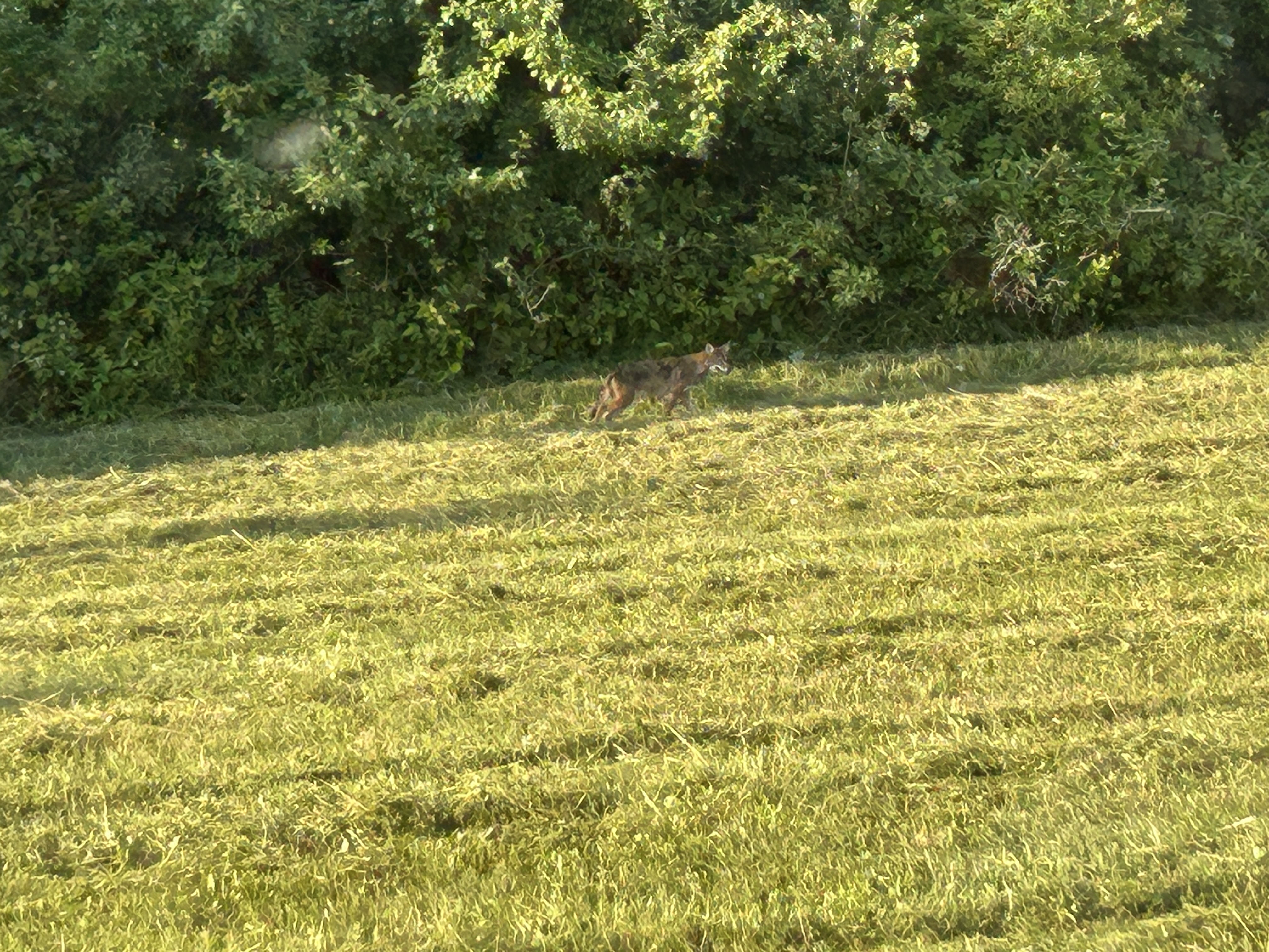 IMG_8902.jpeg