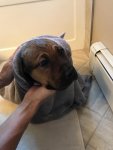 diesel bath.jpg