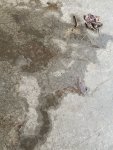 CC9F3960-6375-464A-A762-D3E69914BBAE.jpeg