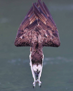 1631691370201.png