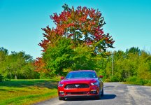 RedTopTree2500.JPG