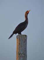 Bird1500.JPG