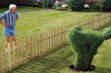 Hedge.JPG