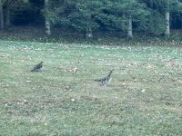IMG_5971.jpeg