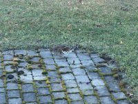 IMG_5973.jpeg