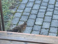 IMG_5974.jpeg