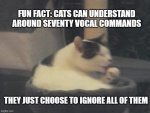 D5983030-F608-47B4-AD12-942C0BBCABE8.jpeg